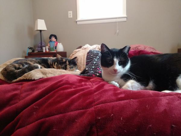 two cats on a bed, one is a calico cat, the other is a tuxedo cat